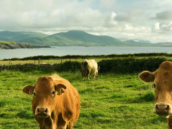 Cattle in the green fields beside the house